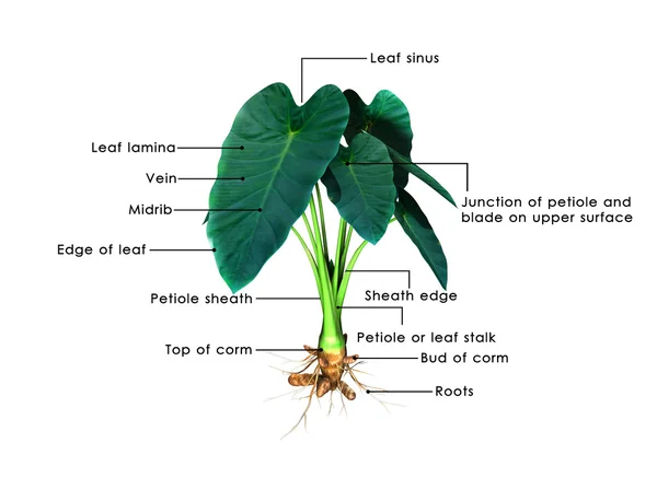 Kolocasien — Stockfoto