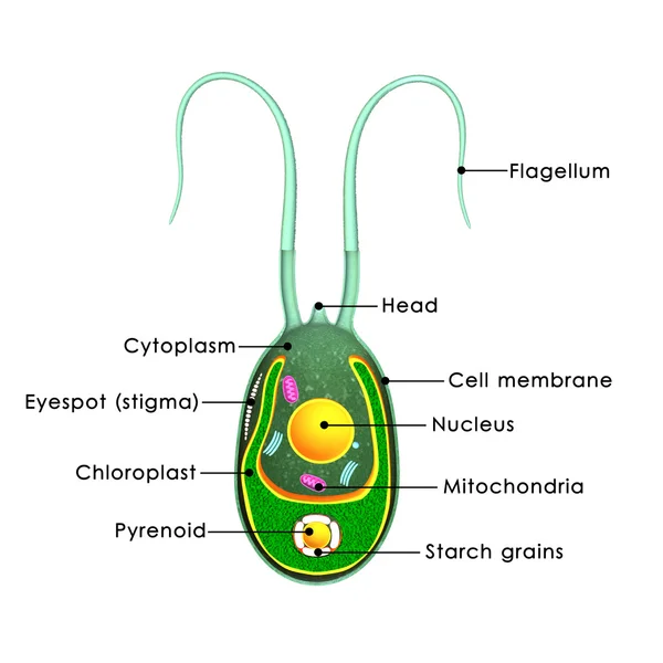 Chlamydomonas — Zdjęcie stockowe