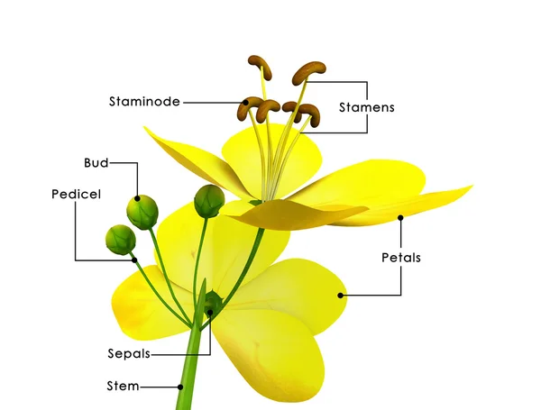 Cassia — Foto Stock