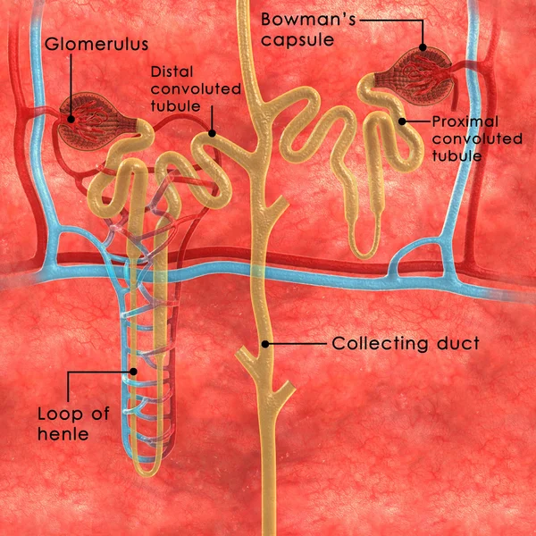 Nephrons — стокове фото