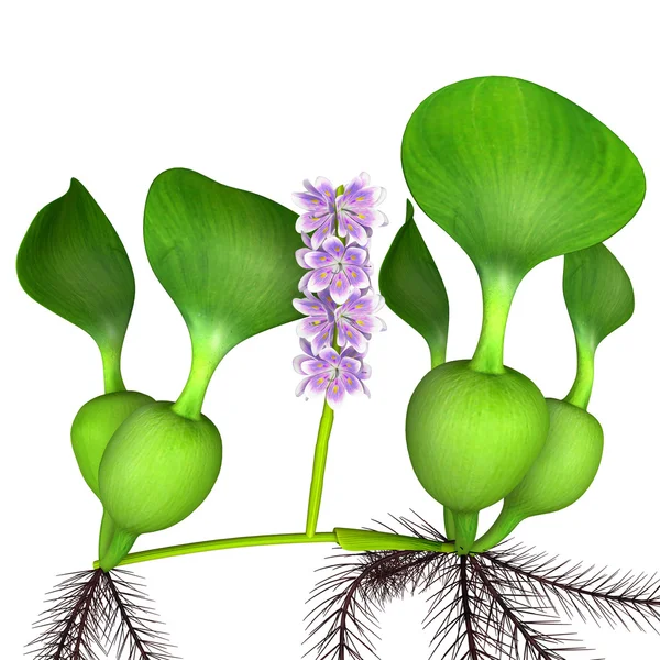 Eichhornia — Stock Photo, Image