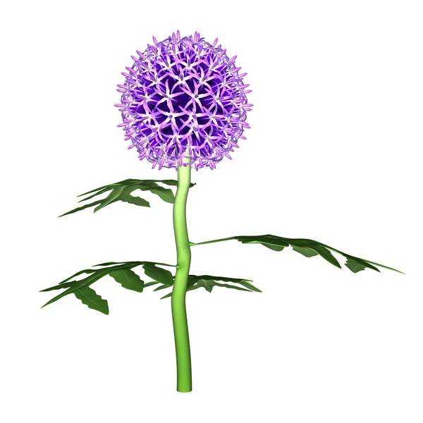 Echinops — Stock Photo, Image