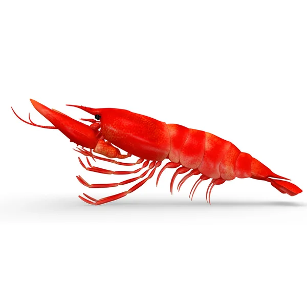 Red Lobster on white — Stock Photo, Image