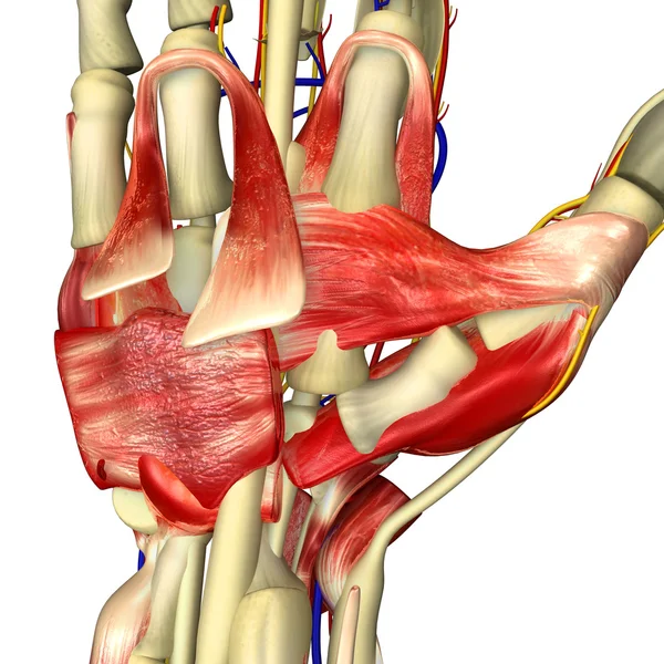 Músculos de mano — Foto de Stock