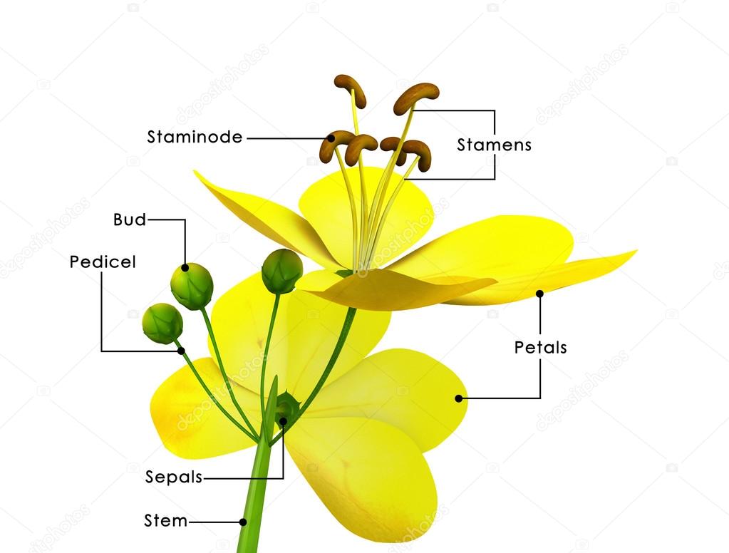Rhododendron imperator KW6884. An unusual member of Subsection Uniflora., image size:1023x776