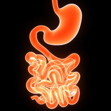 Sindirim Sistemi