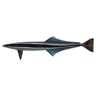 Remora balık beyaz