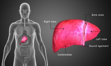 insan karaciğer anatomisi