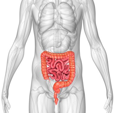 Small and large intestine clipart