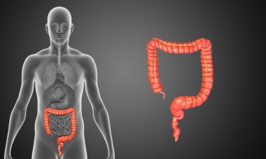 Human Large intestine clipart