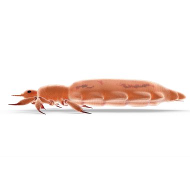 Beyaz arka plan üzerinde Pediculus