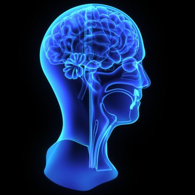 Mavi kafa anatomisi