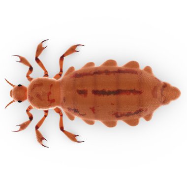 Beyaz arka plan üzerinde Pediculus