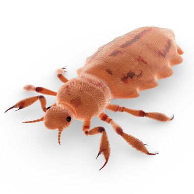 Beyaz arka plan üzerinde Pediculus