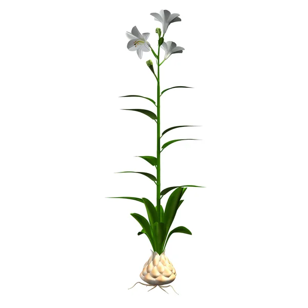 White Lilium candidum — Stock Photo, Image