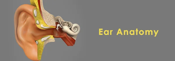 Human Ear Anatomy — Stock Photo, Image