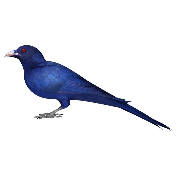 Modrý pták Koel — Stock fotografie