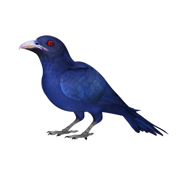 Синяя коэльская птица — стоковое фото