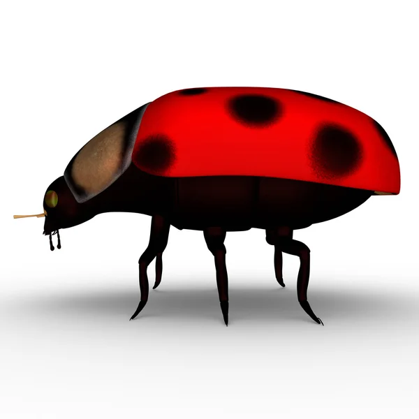 Lady bug on white — Stock Photo, Image