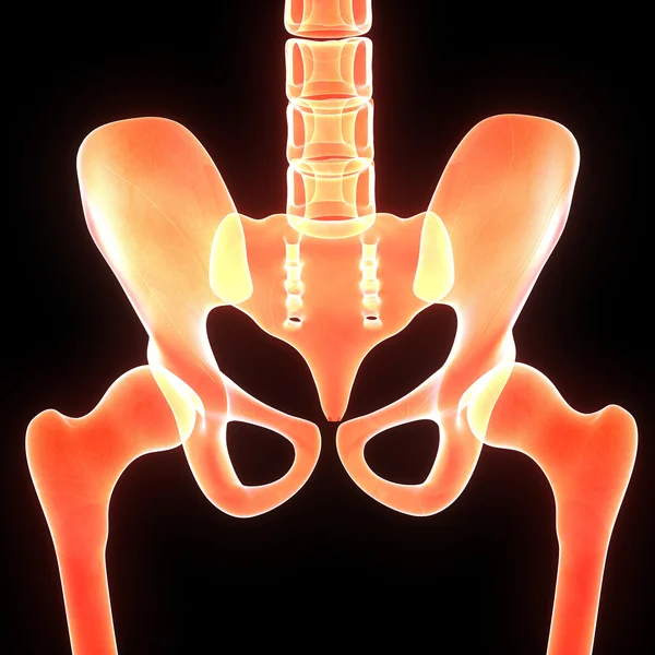 인간의 골반 엉덩이 — 스톡 사진