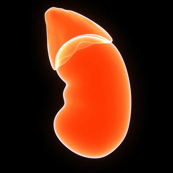 Kidneys — Stock Photo, Image