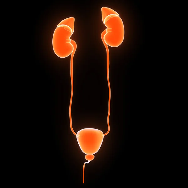 Kidneys — Stock Photo, Image