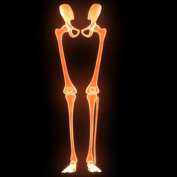 Ανθρώπινο σκελετό τα πόδια — Φωτογραφία Αρχείου