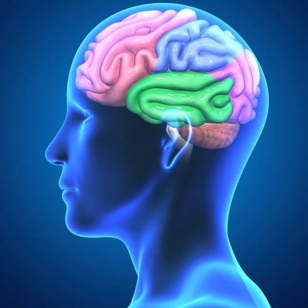 Teile des menschlichen Gehirns — Stockfoto