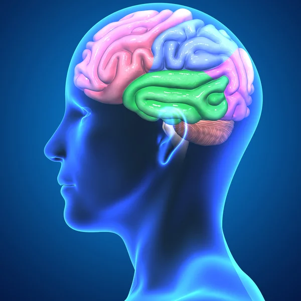 Partes del cerebro humano — Foto de Stock