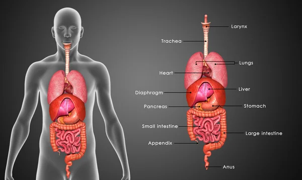 Organos humanos — Foto de Stock