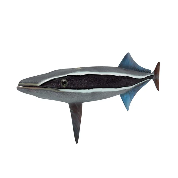 Remora fish on white — Stock Photo, Image