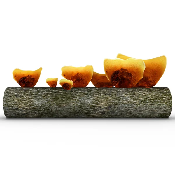 Fungus growth on branch — Stock Photo, Image