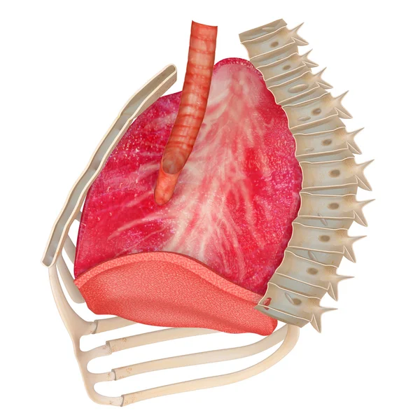 Sistema respiratorio humano — Foto de Stock