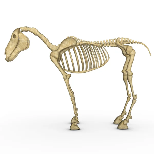 Esqueleto de caballo en blanco — Foto de Stock