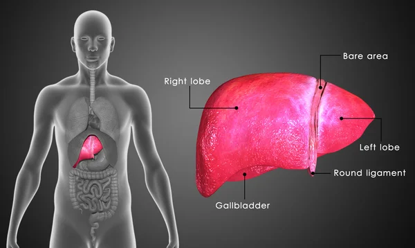 Anatomia do fígado humano — Fotografia de Stock