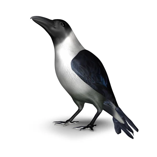 Crow — Stock Photo, Image