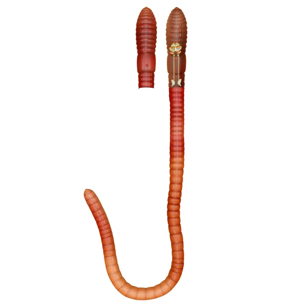 Bisexual Animal Earth Worm — Stock Photo, Image