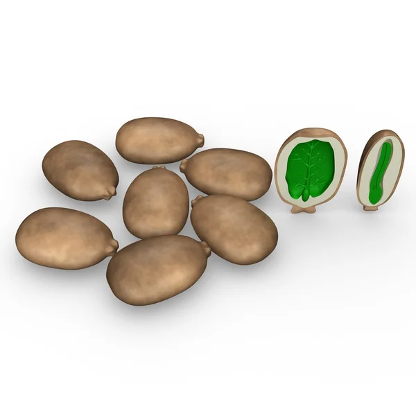 Endosperm of Castor Seed — Stock Photo, Image