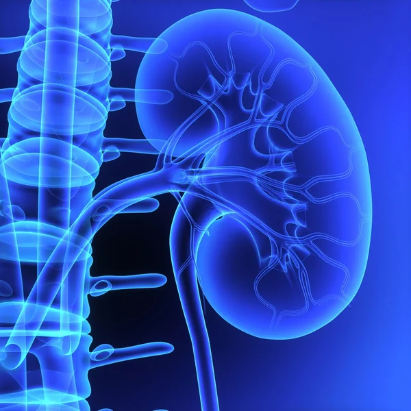 Kidneys — Stock Photo, Image