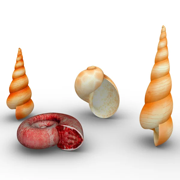 Different mollusk shells — Stock Photo, Image