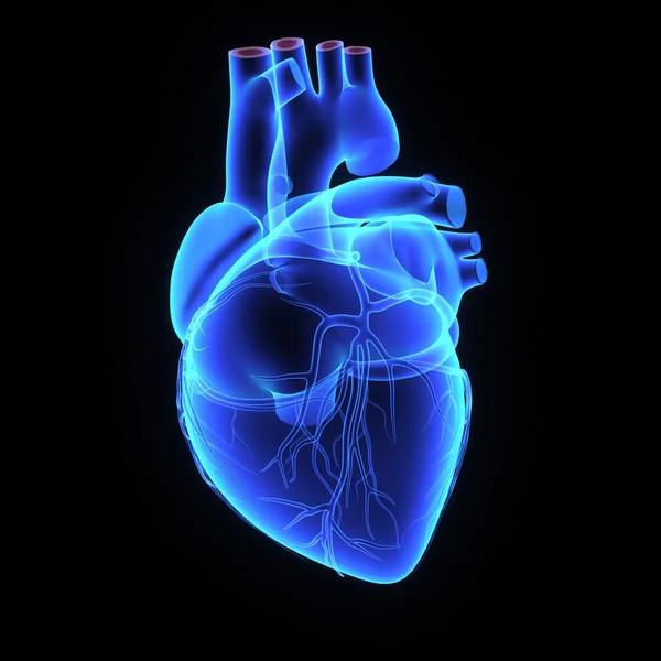 Cuore umano — Foto Stock