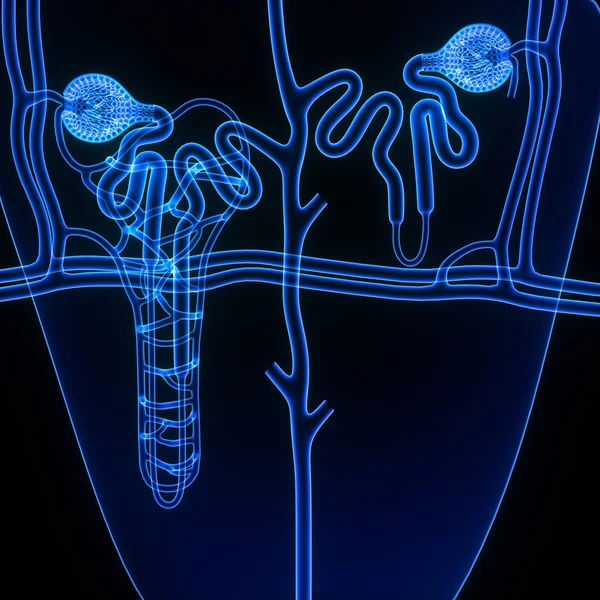 Anatomia człowieka nefronów — Zdjęcie stockowe