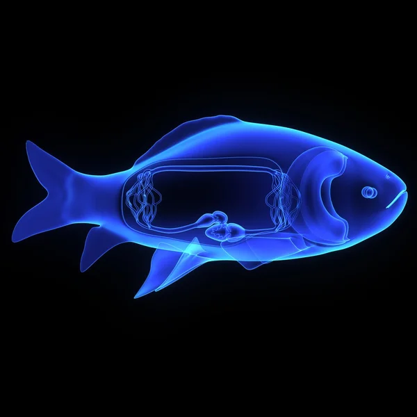 Anatomia dos peixes — Fotografia de Stock