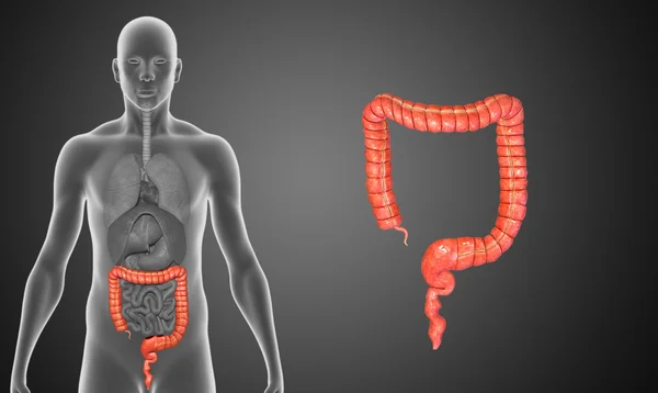 Human Large intestine — Stock Photo, Image