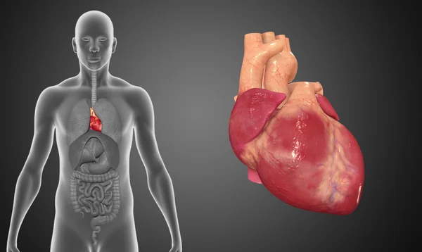 Lidské srdce ilustrace — Stock fotografie