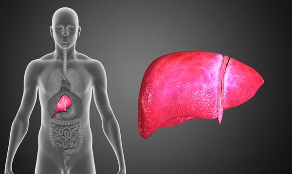 Human Liver illustration — Stock Photo, Image