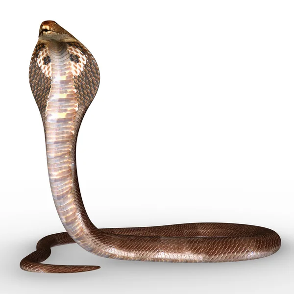 Naga serpente su bianco — Foto Stock