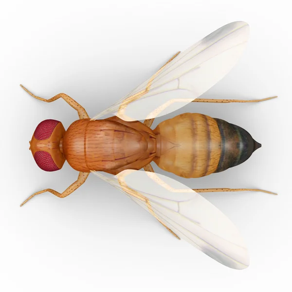 Fruit fly on white — Stock Photo, Image