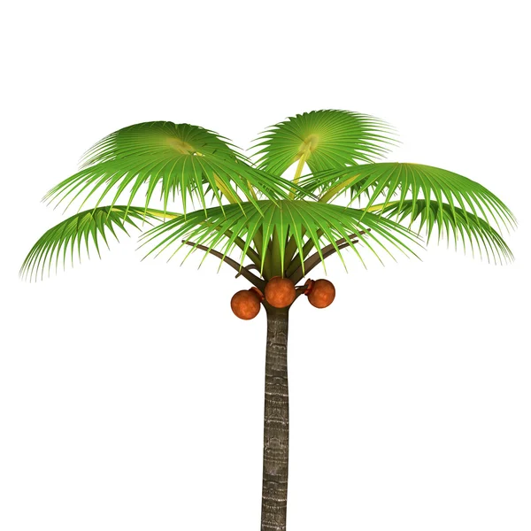 Palm tree — Stock Photo, Image