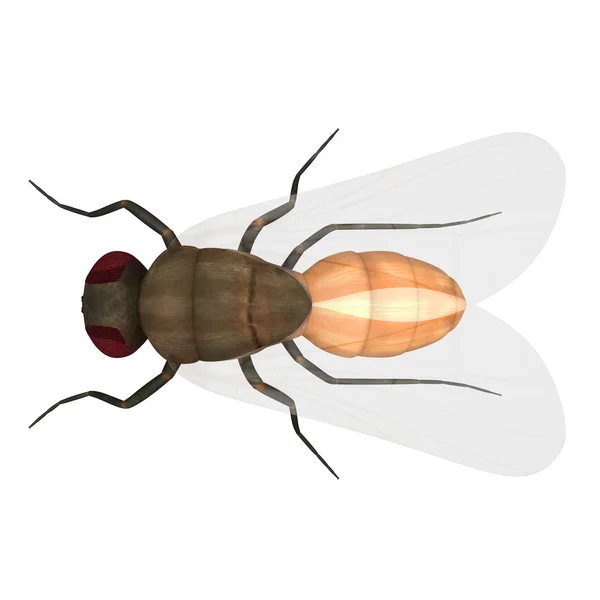 Ilustración mosca doméstica en blanco — Foto de Stock